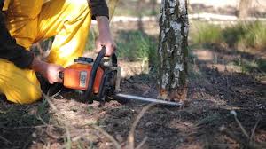 Trusted Santo Domingo Pueblo, NM Tree Services Experts