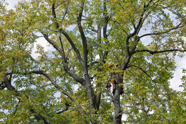 How Our Tree Care Process Works  in  Santo Domingo Pueblo, NM